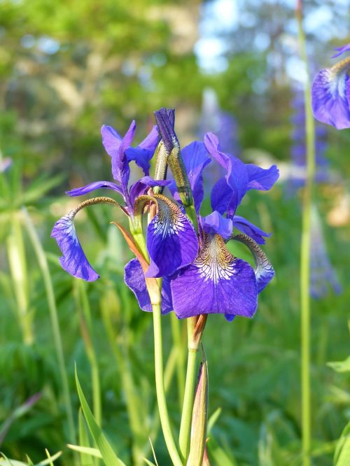 iris flowers blue