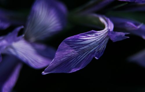 iris purple tender