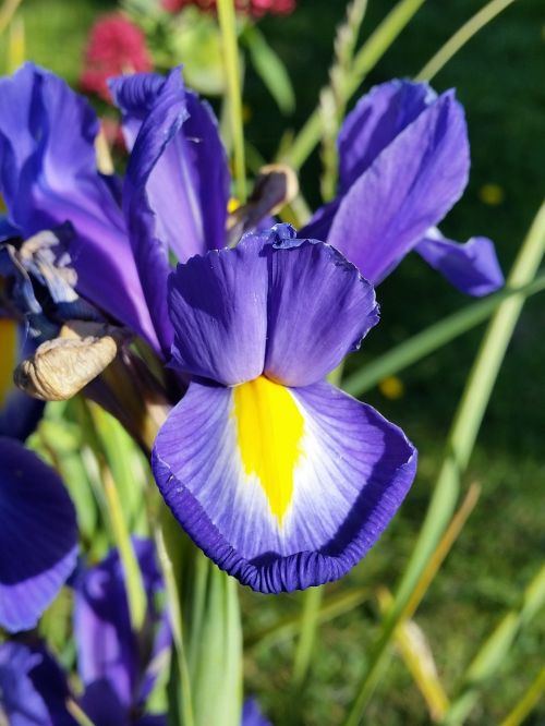 iris blue flower