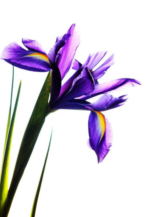 iris flower nature