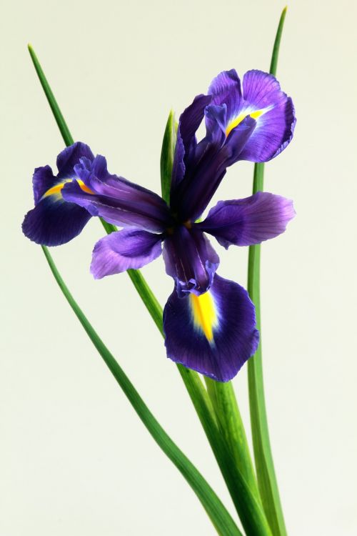 iris flower nature