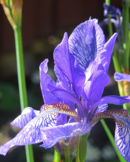 iris flower shage