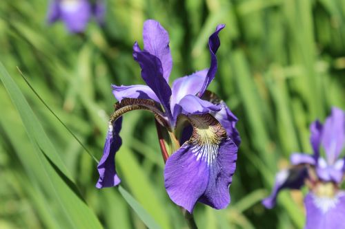 iris blossom bloom