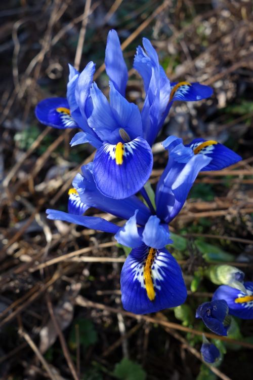 iris plant blue flowers