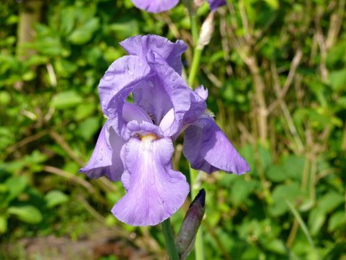 iris lilac plant