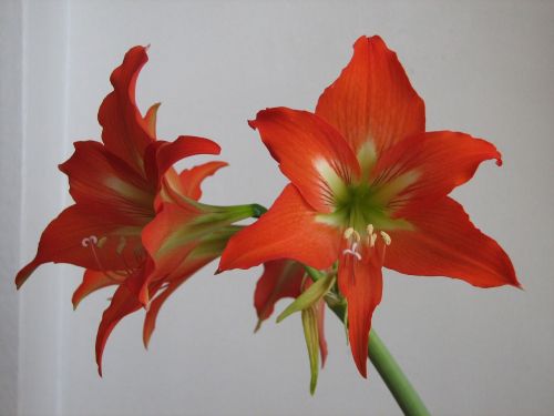 lily red potted flower