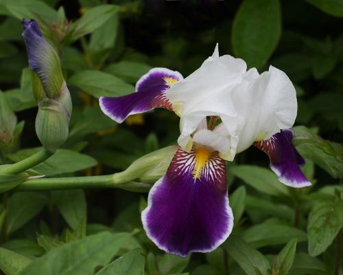 iris purple flower