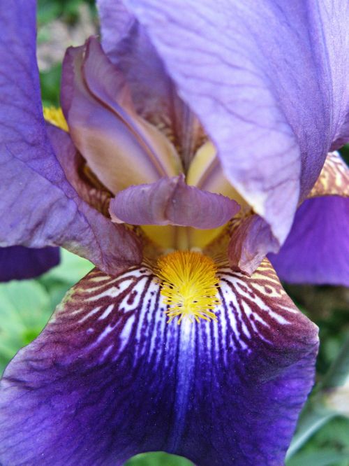 iris purple iridaceae