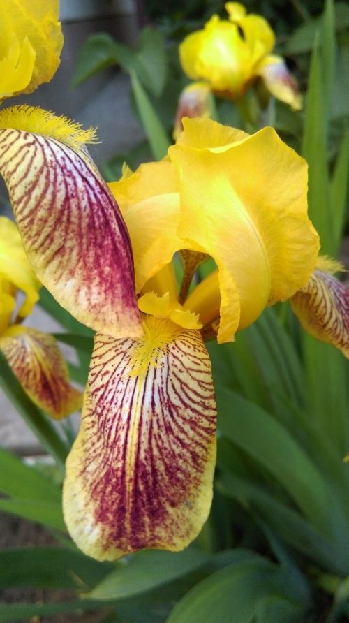 iris yellow summer