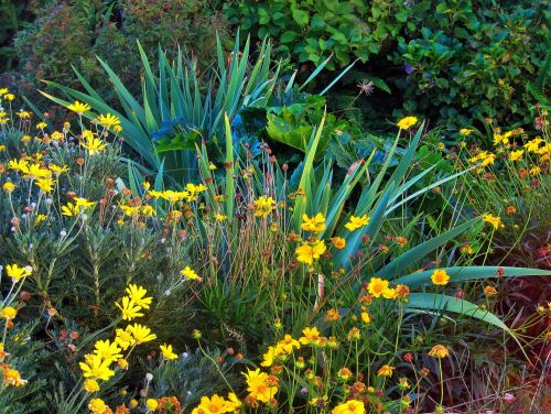 Iris And Wild Yellow Daisies