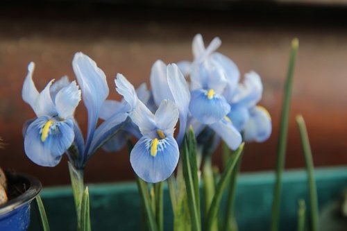 iris blue  iris  bulb