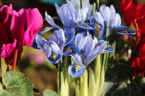 iris blue  iris  plants