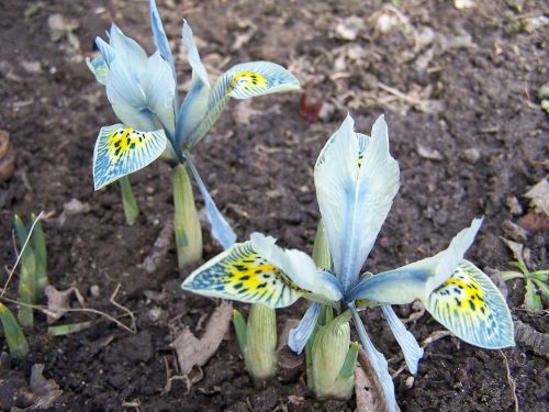 iris breeding iris schwertliliengewaechs