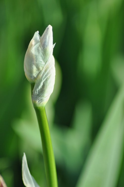 iris buds  summer  garden