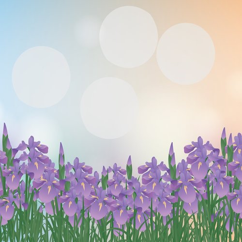 iris field  iris flowers  bokeh