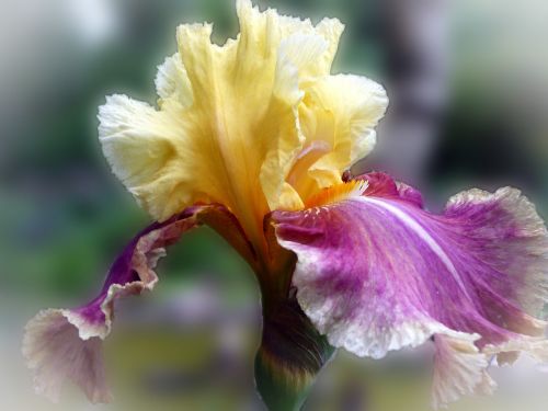 iris flower purple yellow close