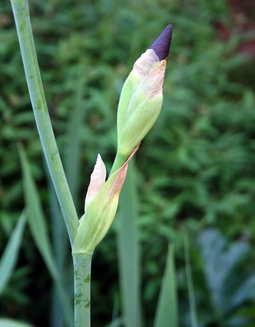 Iris Flower Bud