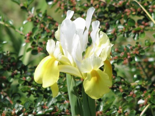 iris gardens flower