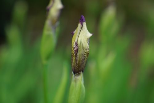 iris germanica cream and mauve geelong