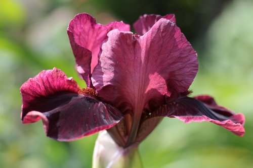 iris germanica  baardiris  purple