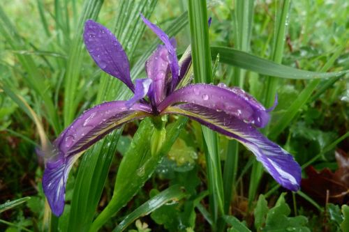 iris graminea iridaceae violet