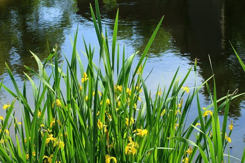 iris pseudacorus yellow  over the water  yellow flowers