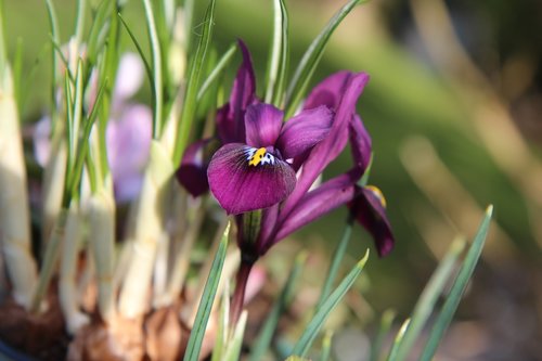 iris purple  iris  flower