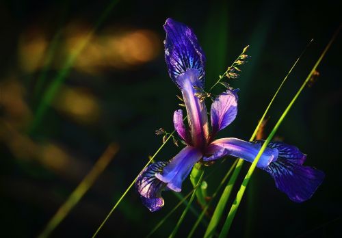 iris versicolor flower nature