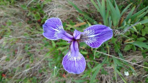 Blue Iris Flower (1)