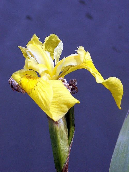 iris water yellow pond