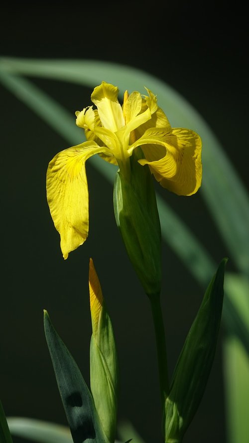 iris young  flower  spring