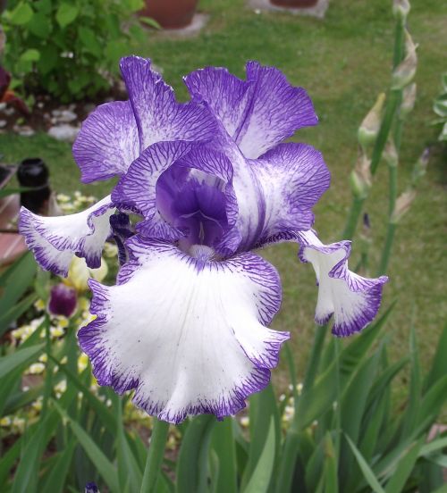 Iris 4