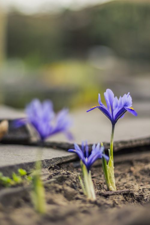 irises plan flower