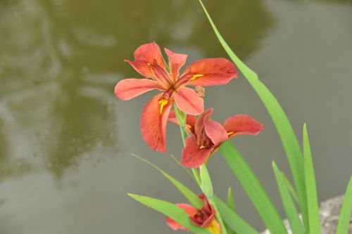 irises pink flower flowers