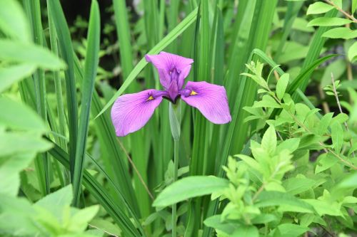 irises purple iris type