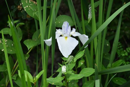 irises white flowers iris type