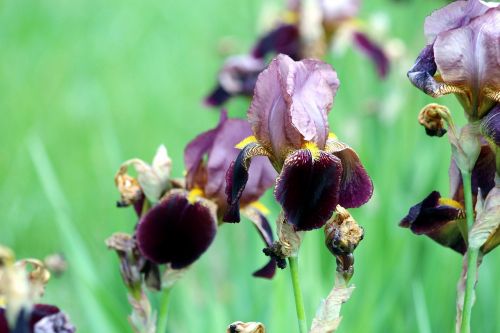 irises garden irises burgundy irises
