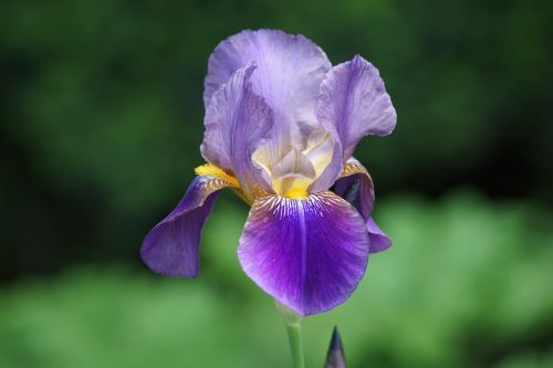 irises flowers gardens