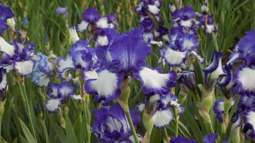 irises flowers bloom