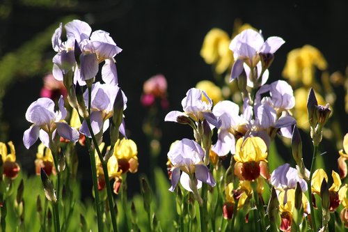 irises  spring flowers  may