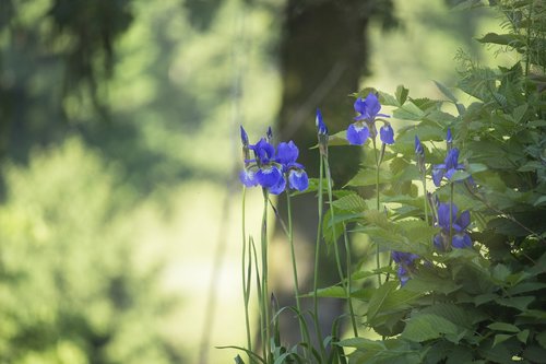 irises  blue  flowers