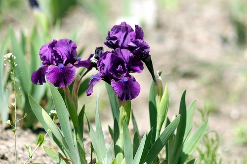 irises  flowers  spring flowers