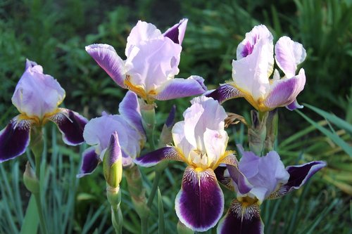 irises  flowers  summer