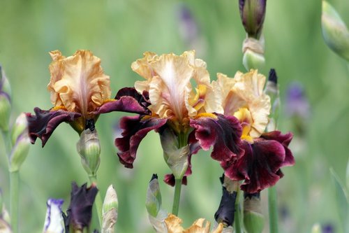 irises  flowers  handsomely