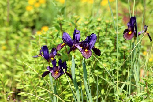 irises  purple irises  flowers