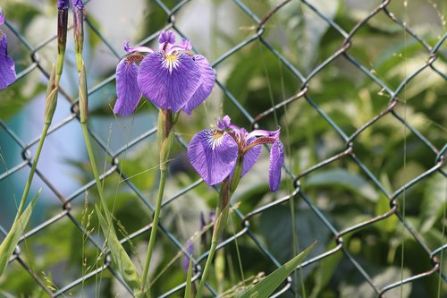 irises  flowers  spring flowers