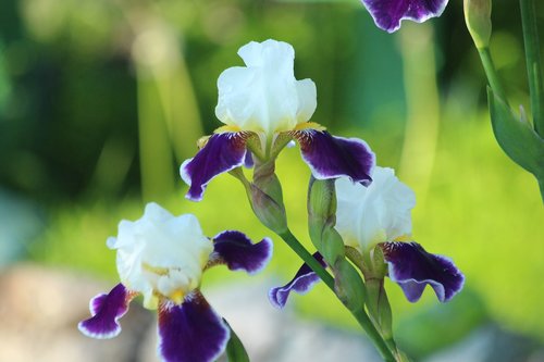 irises  flowers  garden flowers