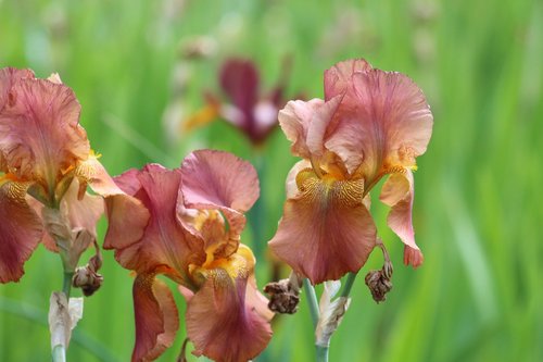 irises  flowers  handsomely