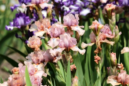 irises  flowers  pink irises