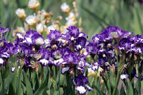 irises  flower bed  flowers